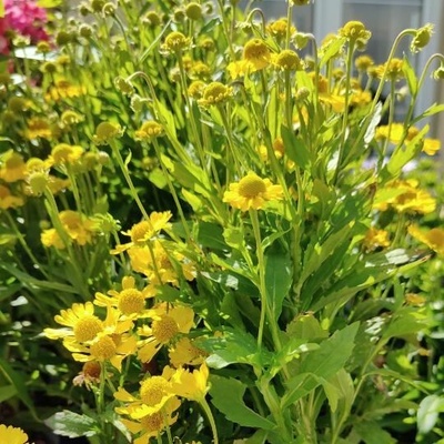 Helenium 'MARIACHI™ 'SOMBRERO' Prodejní velikost: teracota, Velikost hrnku: 2 l