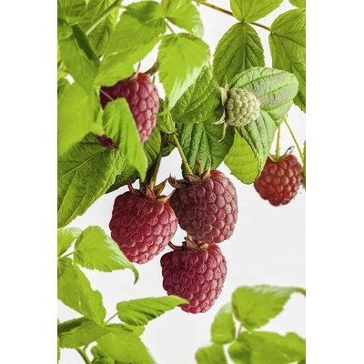 Malina letná BIO FloraSelf Bio 'Schönemann' kvetináč 2 l