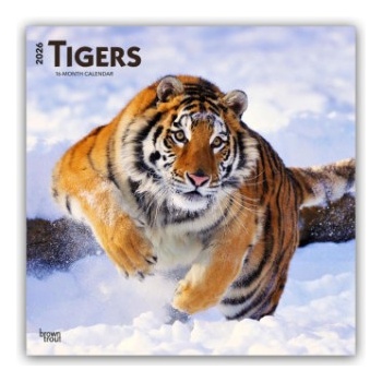 Browntrout Verlags GmbH Tigers - Tiger 2026 - 16-Monatskalender
