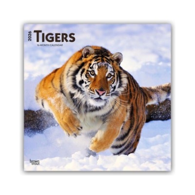 Browntrout Verlags GmbH Tigers - Tiger 2026 - 16-Monatskalender | BrownTrout Publishers Inc
