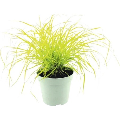 Dochan psárkovitý FloraSelf Pennisetum alopecuroides 'Hameln' výška 5-30 cm květináč 14 cm