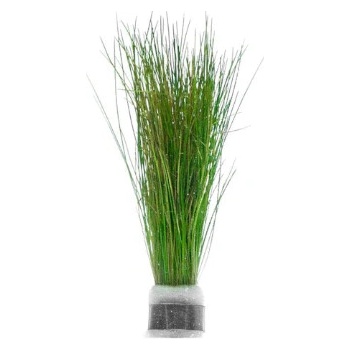 Eleocharis parvula