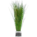 Eleocharis parvula