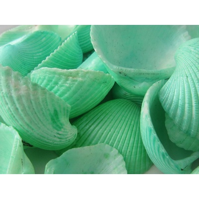 Dijk Natural Collection Mušle Clam rose shell 290 g zelinkavá