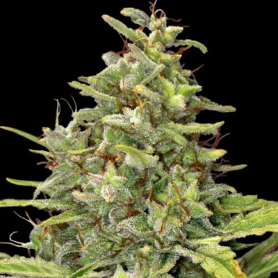 Barney's Farm G13 Haze semena neobsahují THC 10 ks