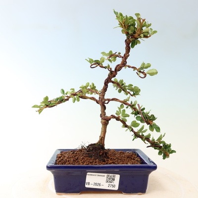 e-bonsai Venkovní bonsai - Cotoneaster horizontalis - Skalník