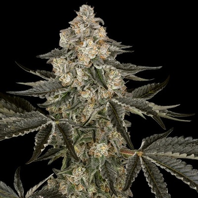 Sensi Seeds Research Sauvignon Blanc Auto semienka neobsahujú THC 10 ks