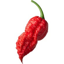 Semínka Piquant Paprička chilli BHUT JOLOKIA RED