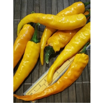 Cayenne Pepper Orange 19-CA5-31-1 (chilli semena) 1 ks