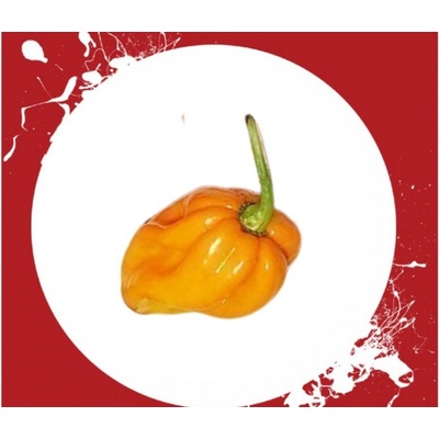 CHILLIMAT Chilli sazenice Habanero Big sun 1 ks