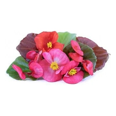 VÉritable (Франция) Пълнител (лингот) Begonia за настолна градина Véritable® - ядлива бегония (VLIN-F5-Beg05B)