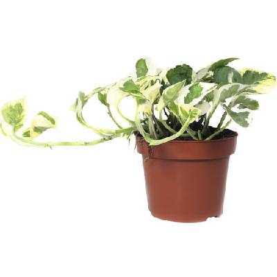 Šplhavnice FloraSelf Scindapsus pictus 'N'Joy' výška 15-20 cm květináč Ø 12 cm
