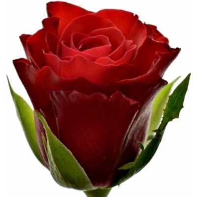 Červená růže SIMPLY RED+ 60 cm (M)