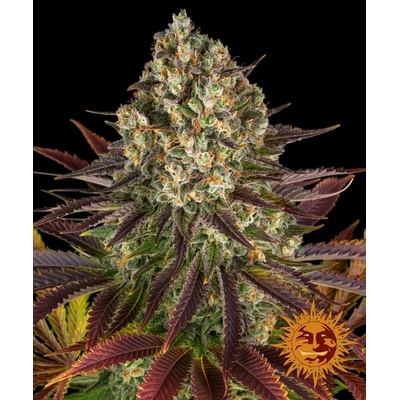Barney's Farm Biscotti semienka neobsahujú THC 10 ks