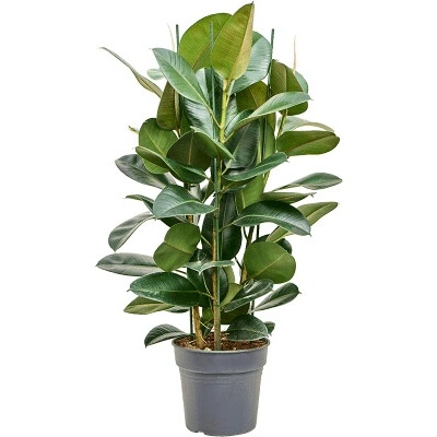 Fikus - Ficus elastica Robusta 30x130 cm