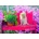 Bluebird Puzzle - Puzzle Puppy in the Colorful Garden - 500 piese