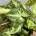 Syngonium Arrow