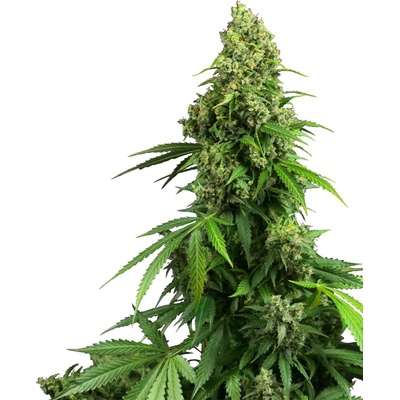 Sensi Seeds Research Honey Melon Kush Automatic semena neobsahuji THC 3 ks