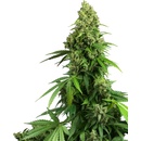 Sensi Seeds Research Honey Melon Kush Automatic semena neobsahuji THC 3 ks