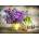 Enjoy - Puzzle Lilac and Chess - 1 000 piese