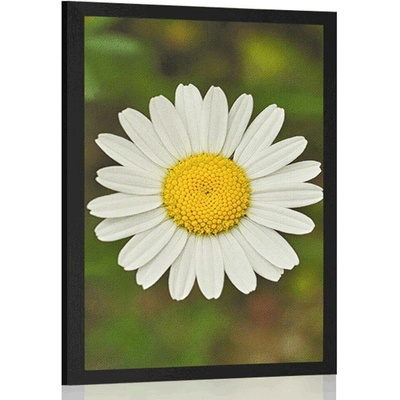 Plakát květ kopretiny - 20x30 silver
