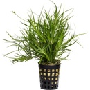 Juncus repens
