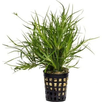 Juncus repens