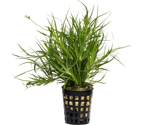 Juncus repens