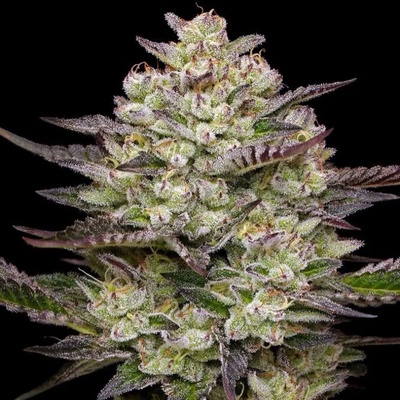 Humboldt Seed Company Puff Pastry semienka neobsahujú THC 5 ks