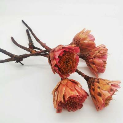 Protea repens cut - růžová světlá - SU0748
