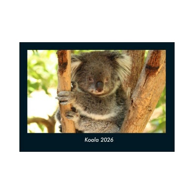 Koala Foto DIN A4 2026