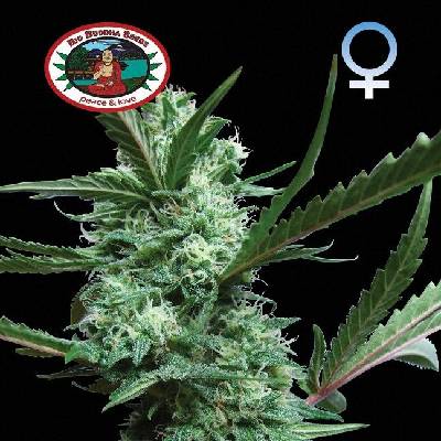 Big Buddha Seeds Cheesus Semienka neobsahujú THC 5 ks