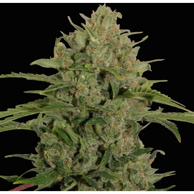 Barney's Farm Triple Cheese semena neobsahují THC 10 ks