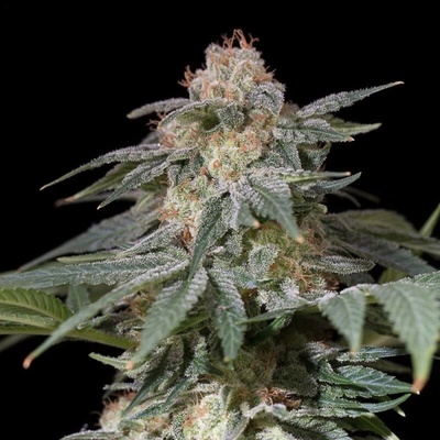 Silent Seeds Lemon Tree Fast semienka neobsahujú THC 3 ks