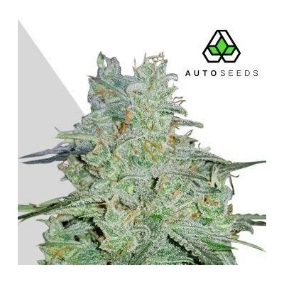 Auto Seeds Amnesia Haze Auto semena neobsahují THC 5 ks