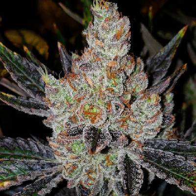 ETHOS GENETICS 10TH PLANET R1 semena neobsahují THC 5 ks