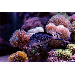 DIMEX ART Флизелинов фототапет риба с корали 375 x 250 см