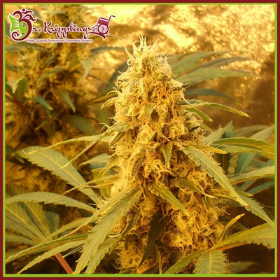 Dr. Krippling Seeds Jack Mist Tree semena neobsahují THC 5 ks