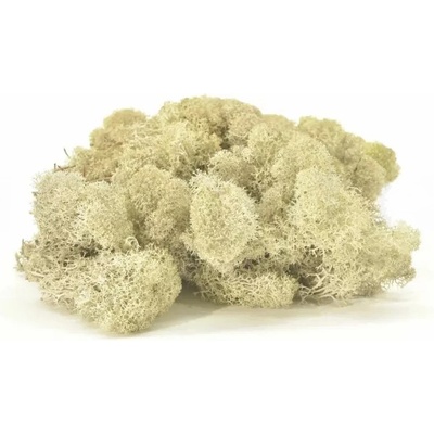 Stabilizovaný mach - lišajník - biely Váha: 250g