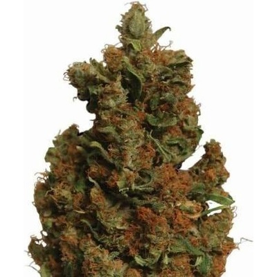 Nirvana Orange Bud semena neobsahují THC 5 ks