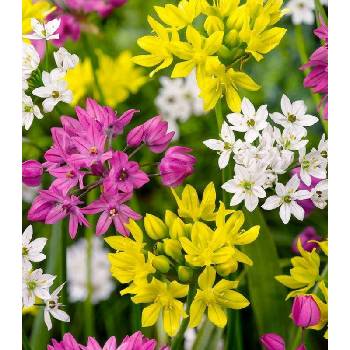 Česnek drobnokvětý směs barev - Allium - prodej cibulovin - 5 ks