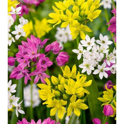 Česnek drobnokvětý směs barev - Allium - prodej cibulovin - 5 ks