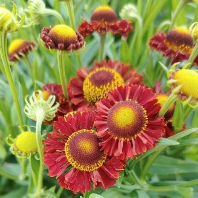 Helenium Mariachi™ Ranchera' Velikost hrnku: 2l terac