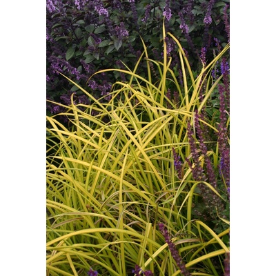 GREENBOSS FLOWER Ostřice 'Bowles Golden' Průměr květináče: 9 až 12 cm