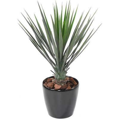 Yucca ROSTRATA, 60cm