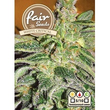 Fair Seeds White Critical semena neobsahují THC 10 ks