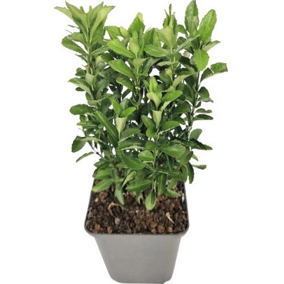 Brslen japonský zelený FloraSelf Euonymus japonicus 'Green Spire' květináč Ø 9 cm