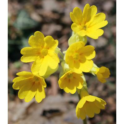 Prvosenka jarní - Primula veris - prodej semen - 50 ks