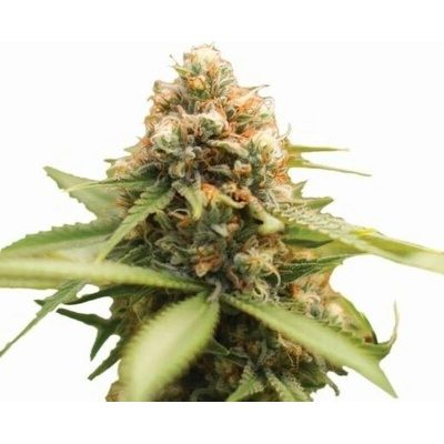 Nirvana Durban Poison regular semienka neobsahujú THC 10 ks