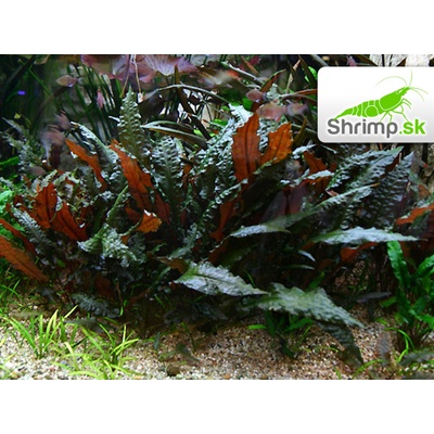 Kryptokoryna sp. red Mi Oya